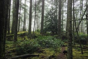 The Transformative Forest Ecosystem: A Bowen Island Story
